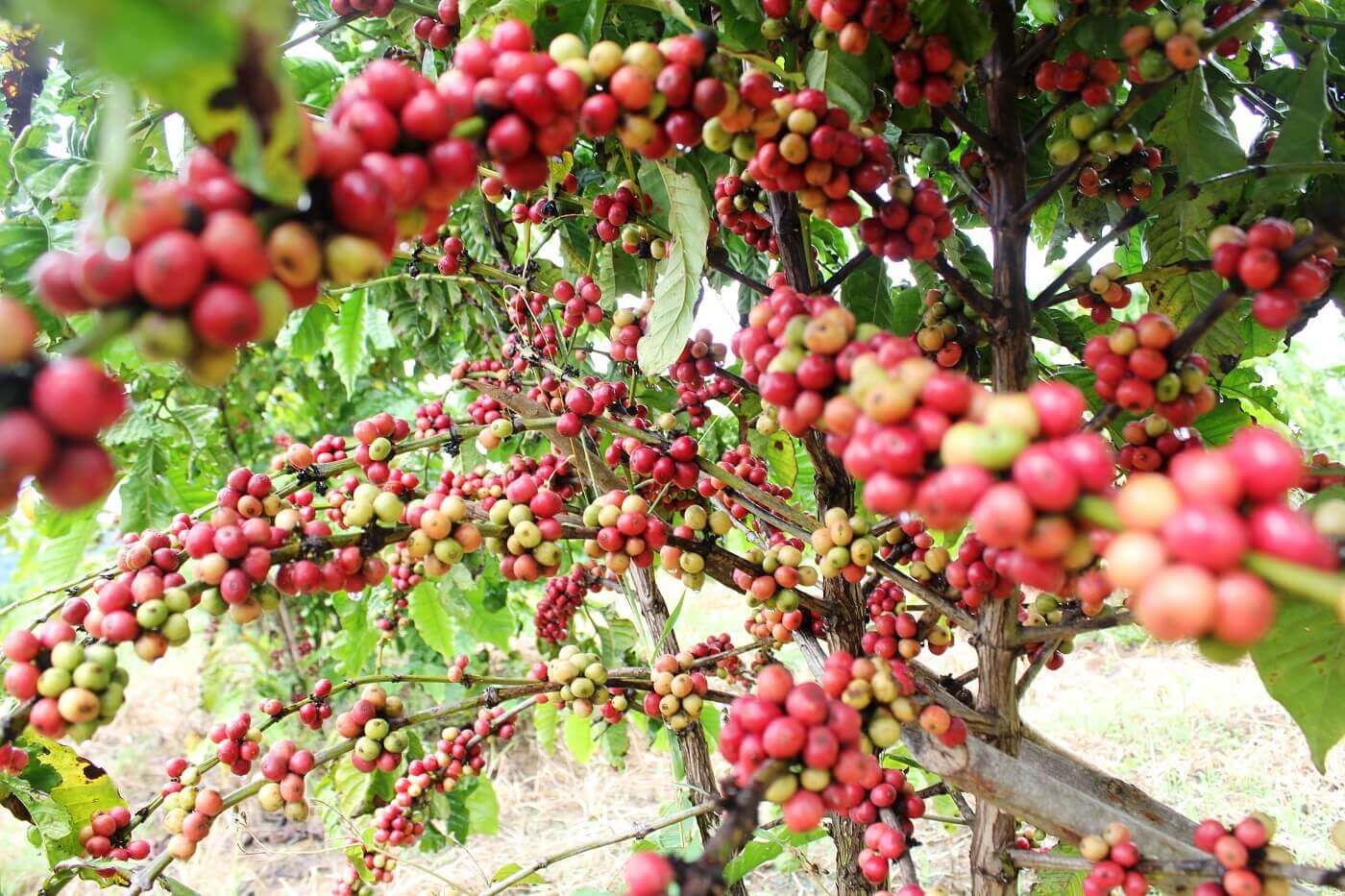 pailin-coffee-farm